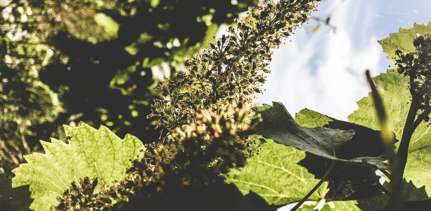 Domaine Larmandier-Bernier — vignoble engagé en Biodynamie