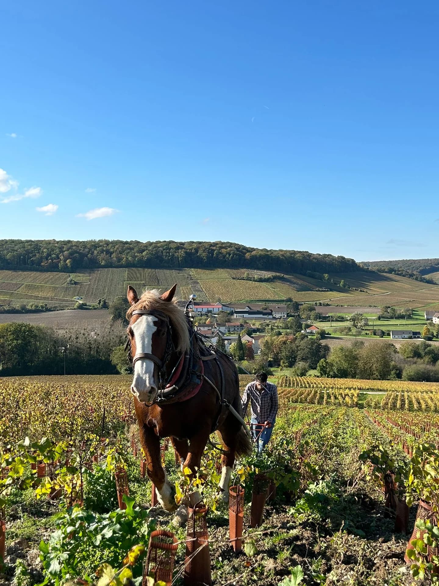 Weingut Néret-Vélyen Champagne — Weinberg und Keller der Marne