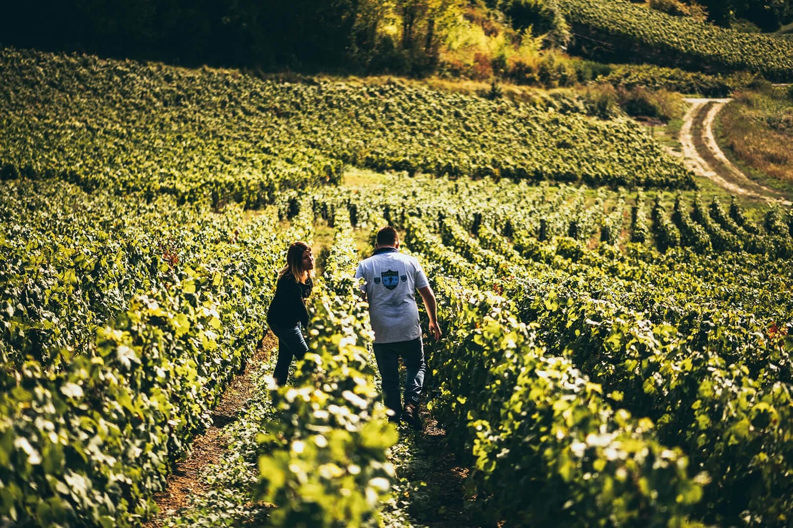 Maurice Choppin Estate — vineyard and cultivation practices