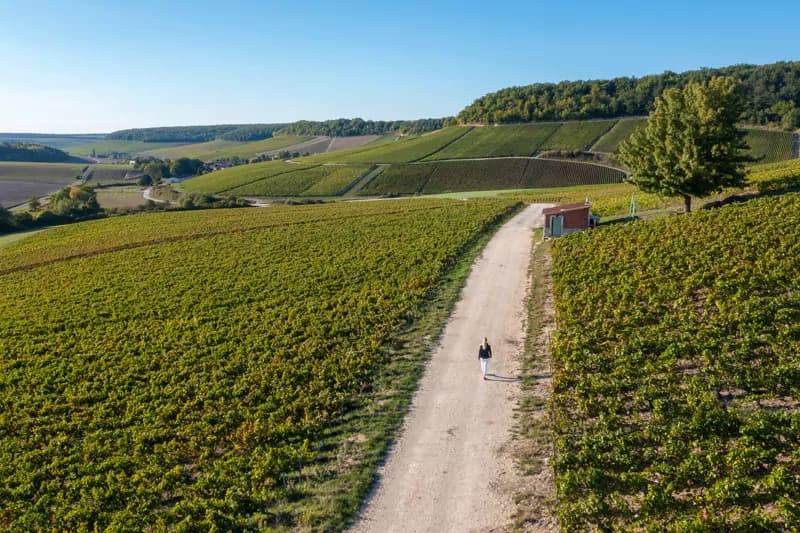 Domaine Mademoiselle Marg'O — vineyard