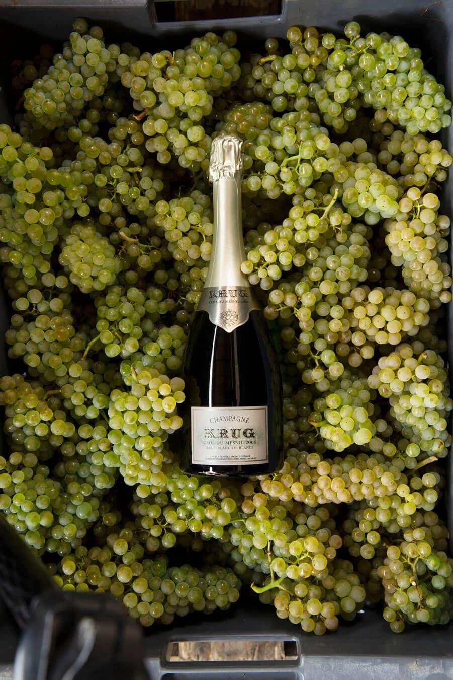 Champagne Krug Clos du Mesnil — cuvée emblématique