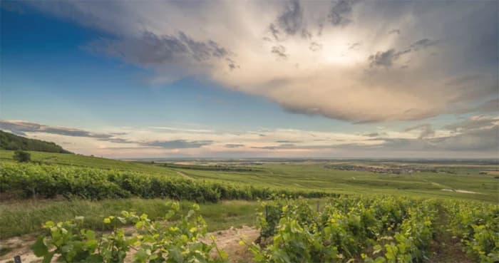 Domaine Delavenne en Champagne — les parcelles du domaine