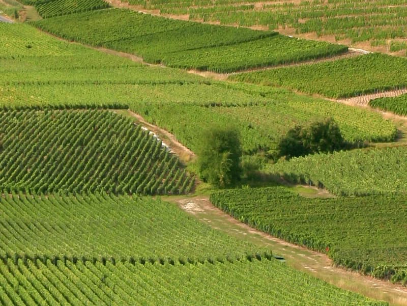 Domaine Gonet Sulcova — le vignobles