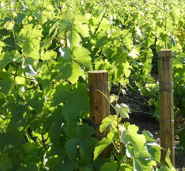 Domaine Jarry Héritage — the vineyard