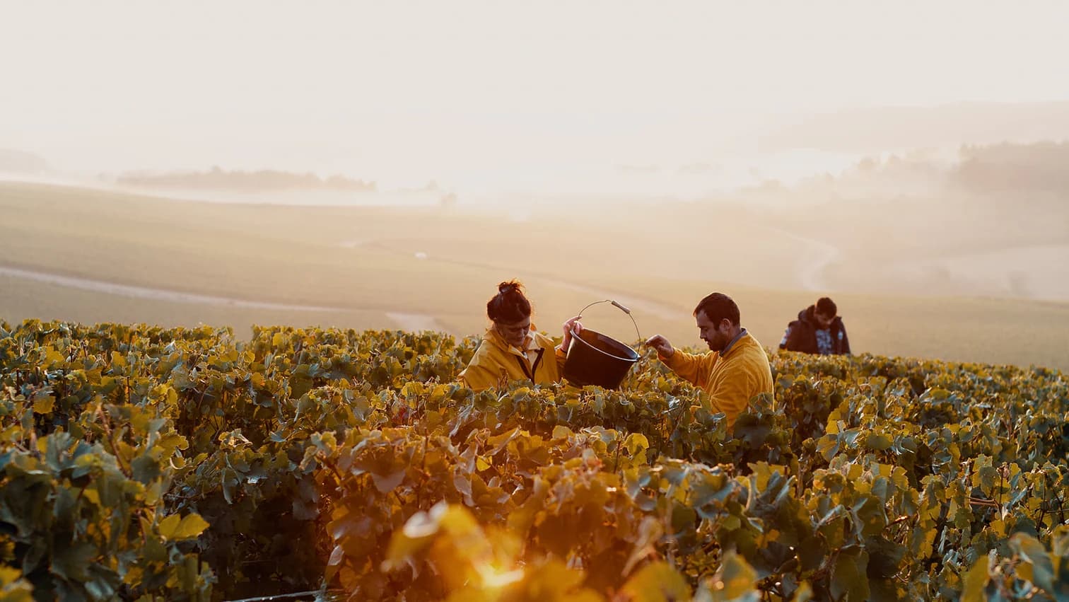 Domaine De Lozey en Champagne — vignoble et caves de la Marne