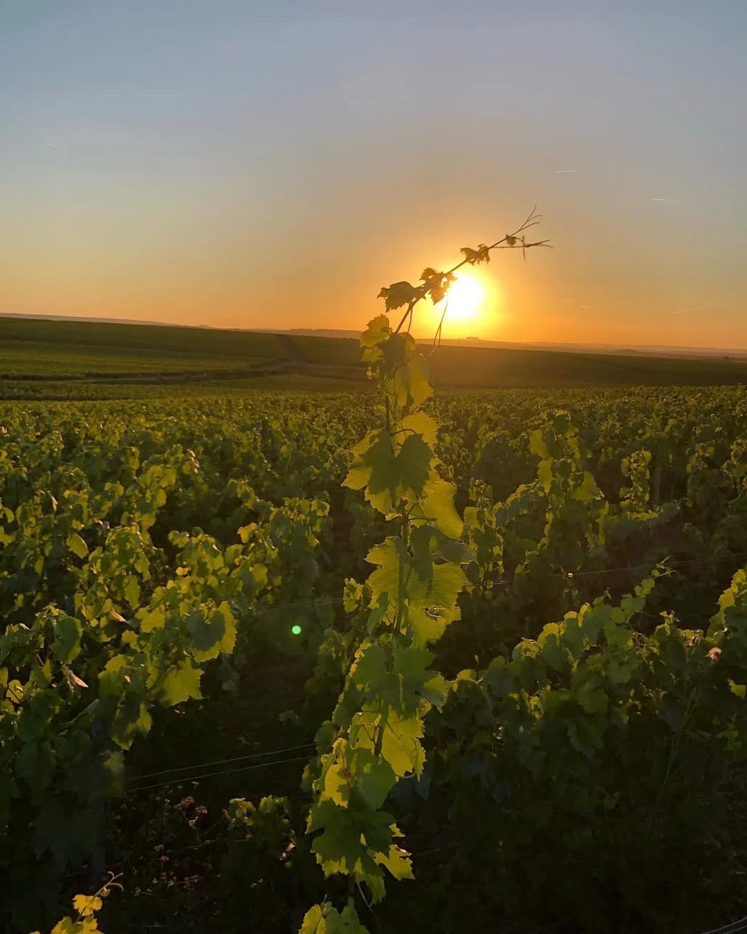 Domaine Louis Dousset — vigneron indépendant