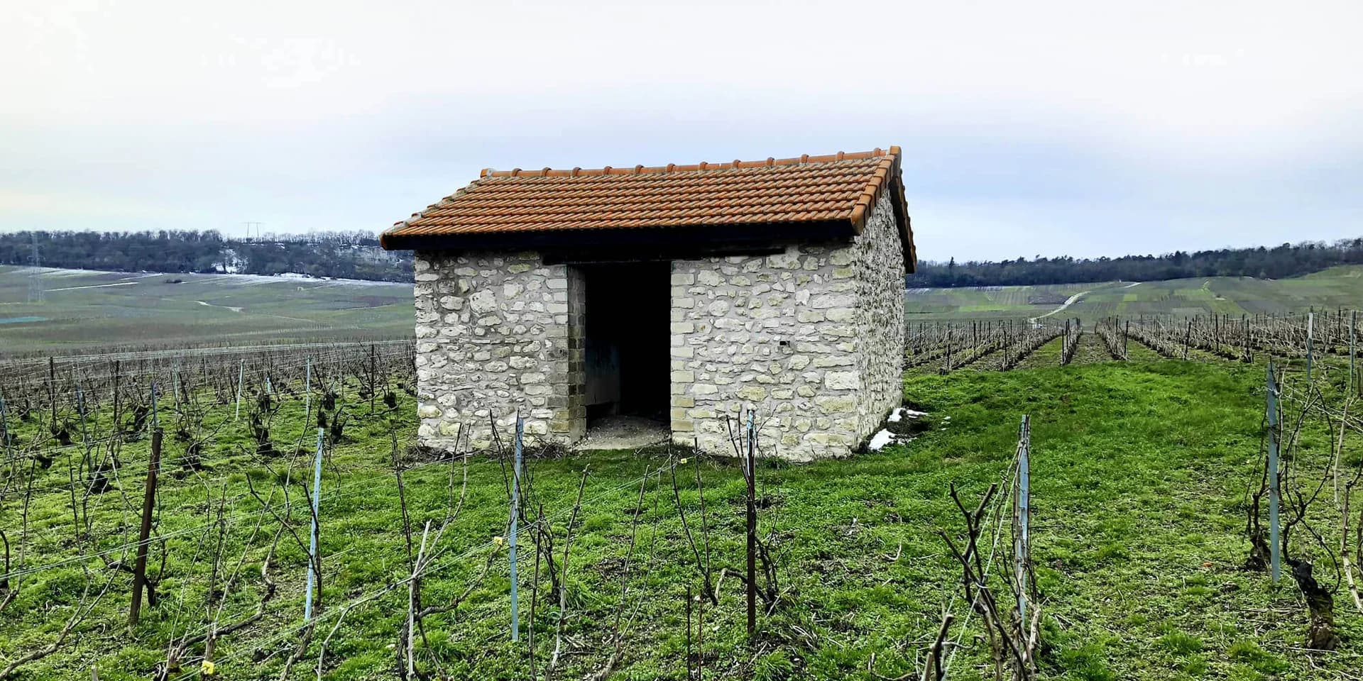 Finca René Rutat en Champagne — viñedo