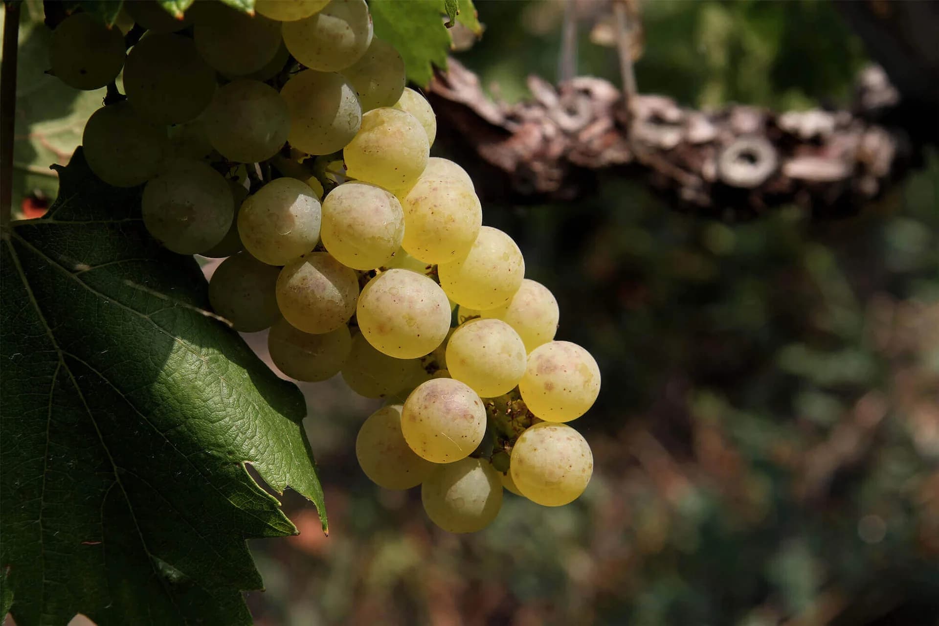 Champagne René Rutat —variedades de uva—