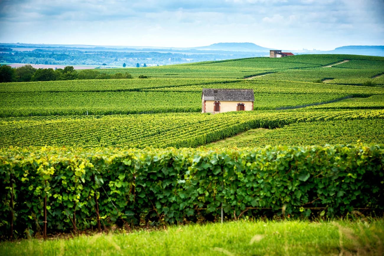 Domaine Walraet: casa de champán