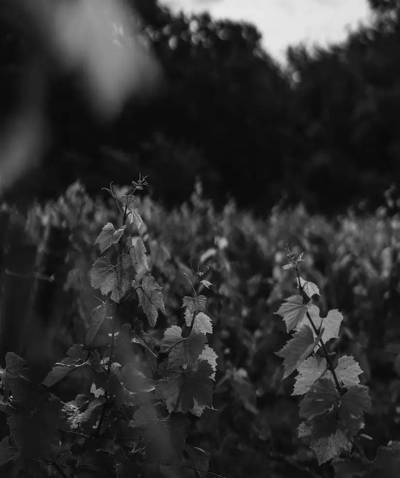 Domaine Jacquesson — un viñedo comprometido
