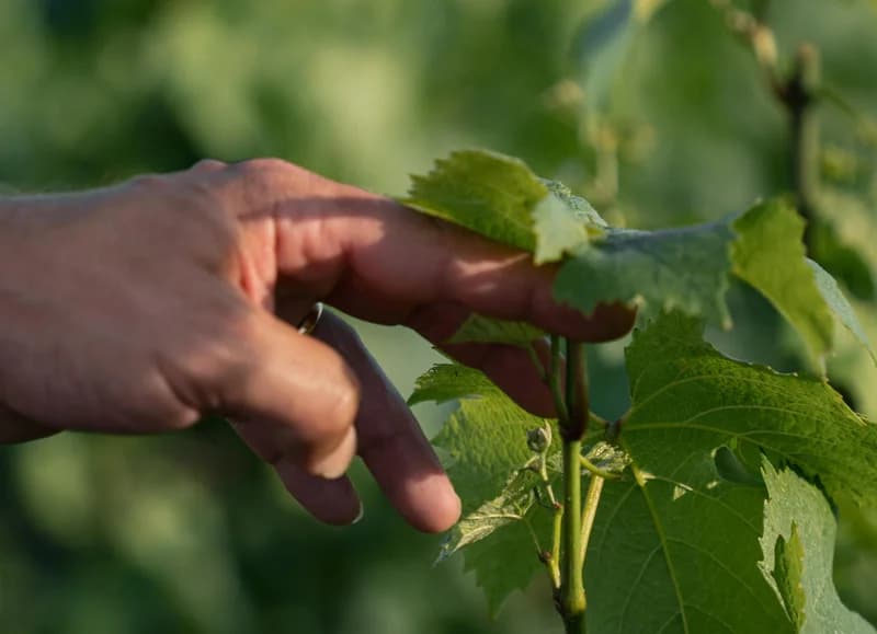 Champagne Delavenne — le terroir