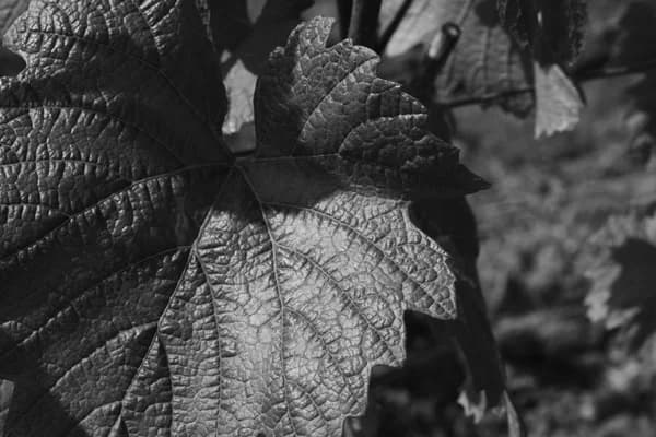 Champagne André Chemin — vignoble de Sacy