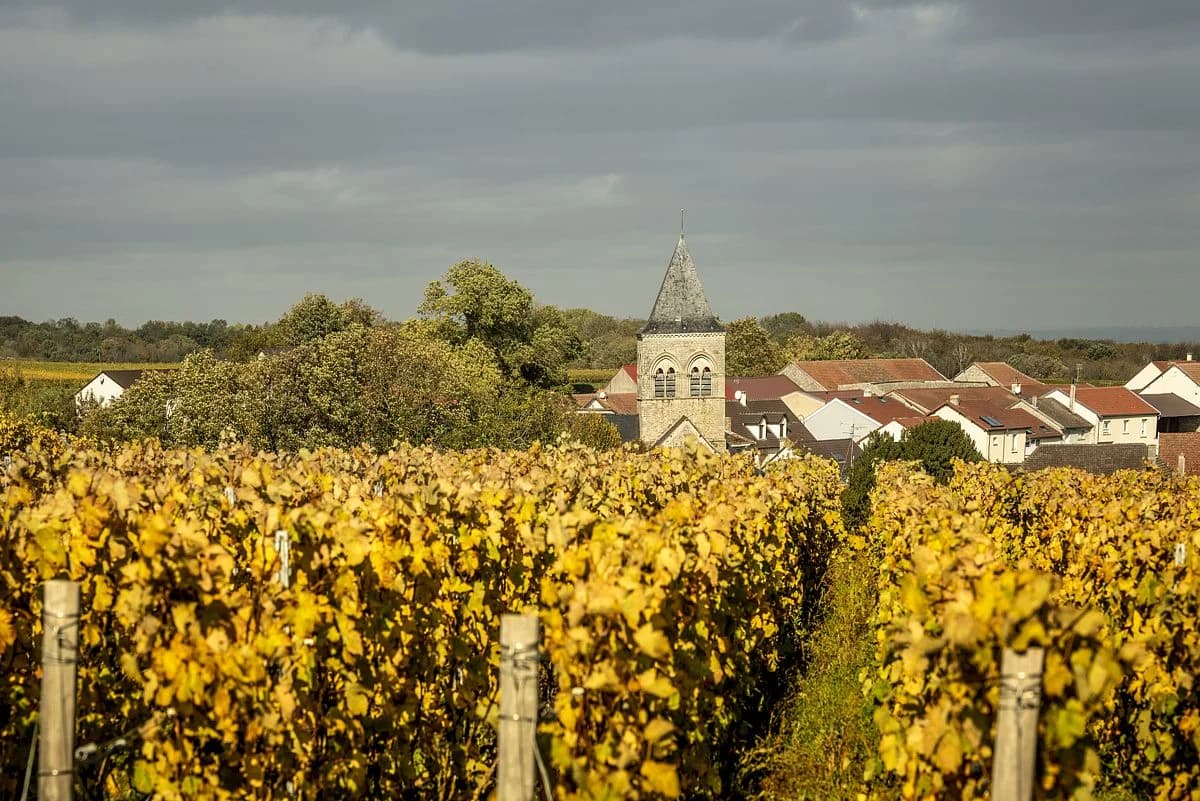 Louis Roederer Estate in Champagne — vineyards and cellars on the Marne