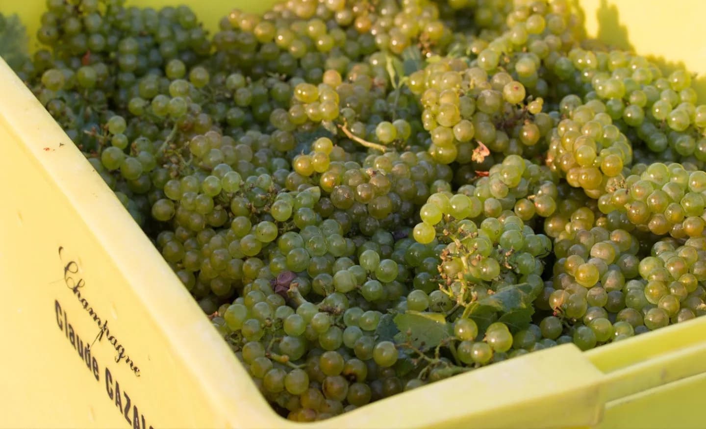 Cazals Champagne grapes