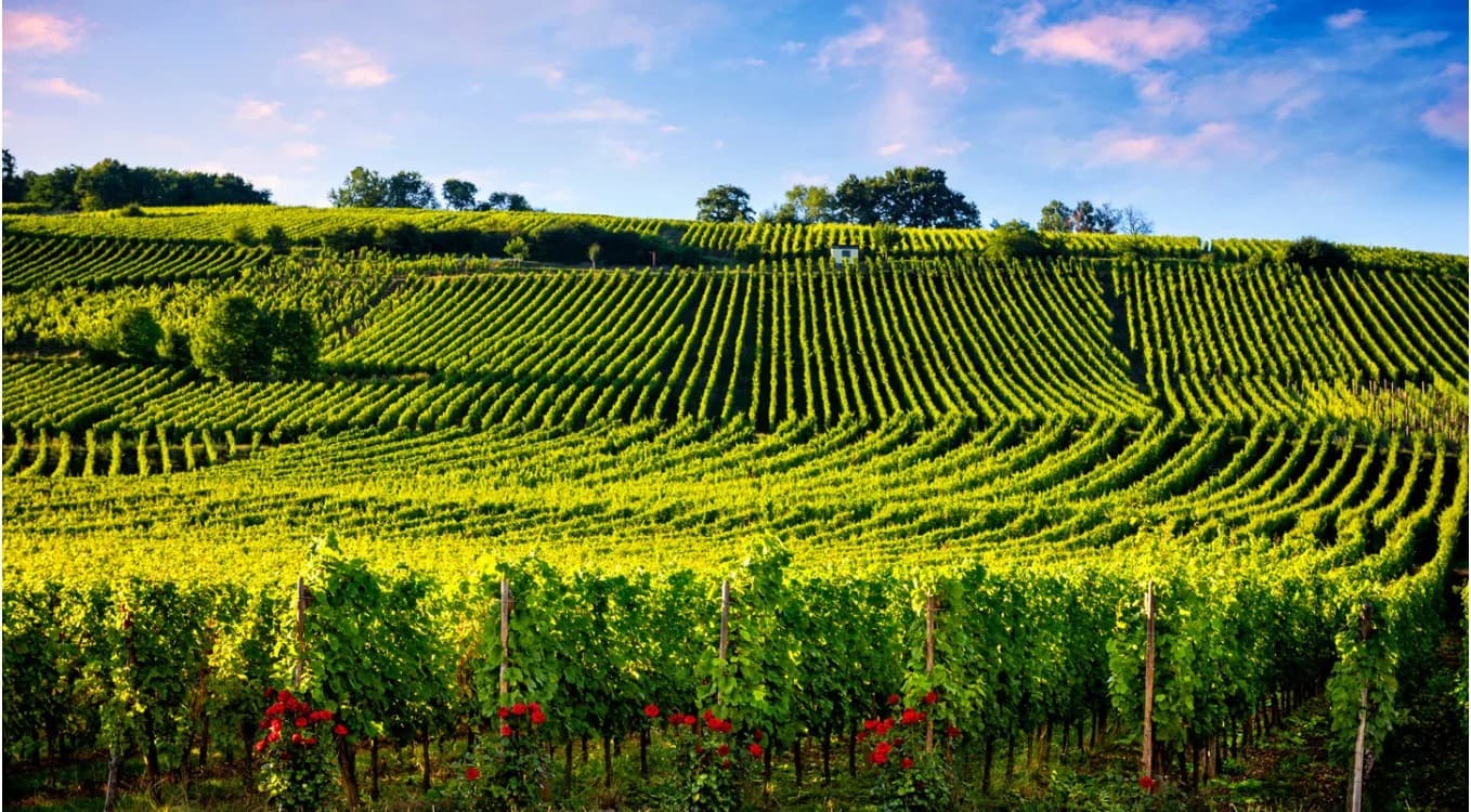 Sélections massale et clonale en Champagne