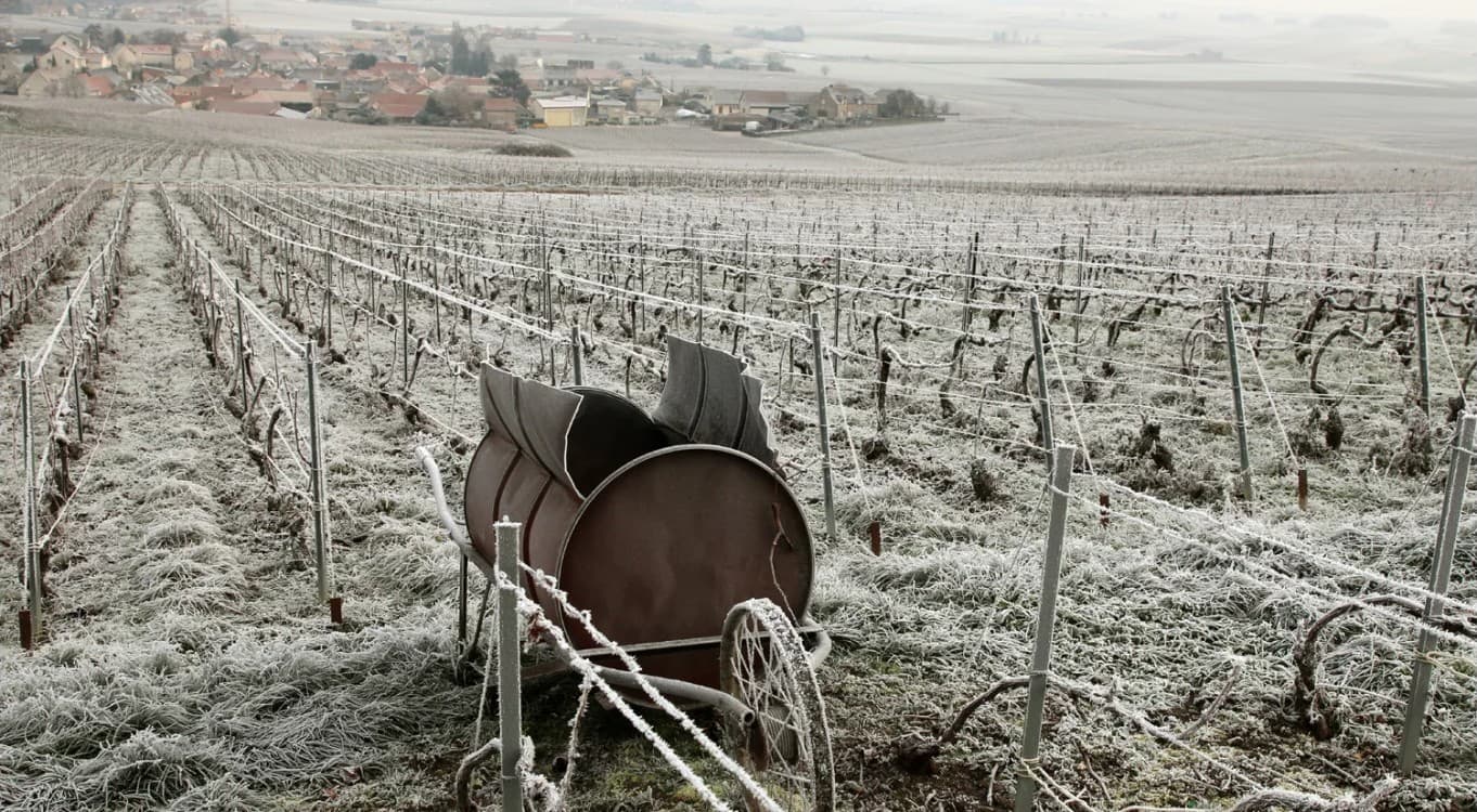 Caractéristiques Climatiques de la Région Viticole Champenoise Influence Climatique Double : Continentale et Océanique