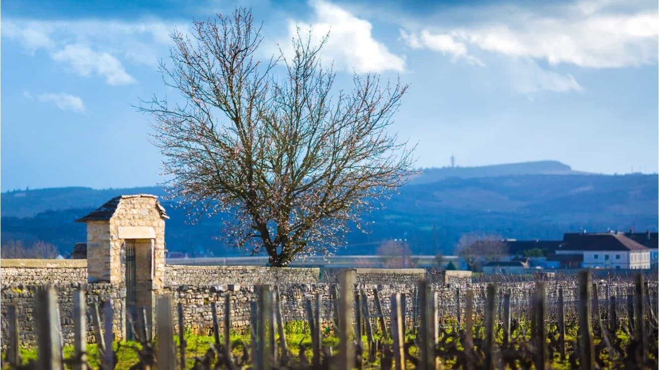Guide ultime des clos en Champagne : Les incontournables