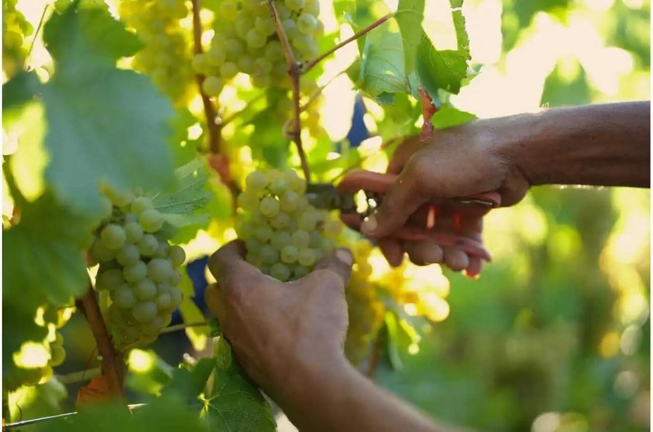Chiffres des expéditions de champagne et prix du kilo de raisins à la hausse pour 2022