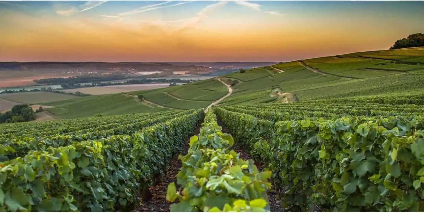 L'AOC Champagne - Qu’est-ce qu’une appellation d'origine contrôlée ?