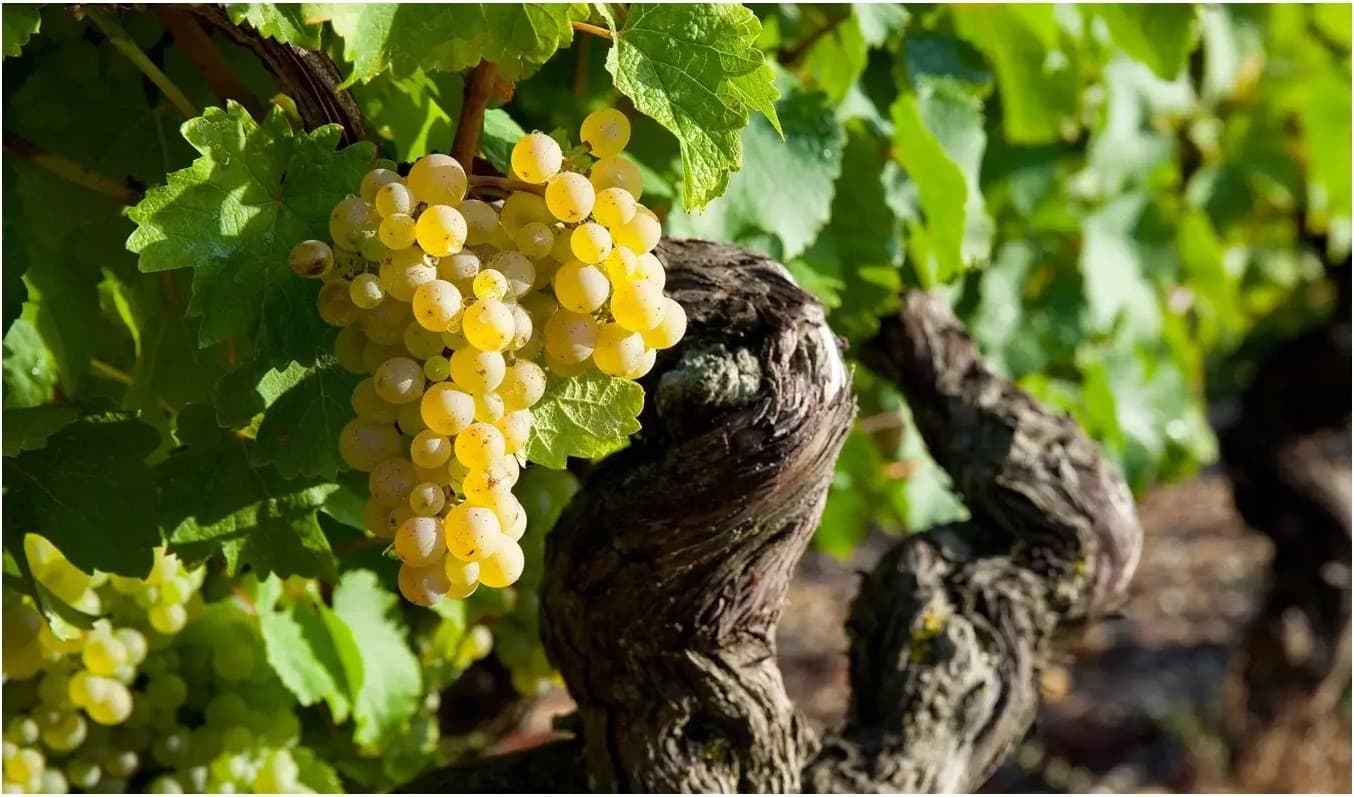 Denominación y clasificación de la Champaña: Premiers y Grands Crus de Champaña