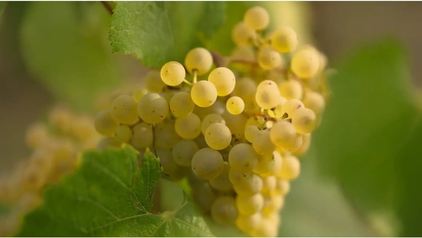 VENDANGES 2022 en Champagne