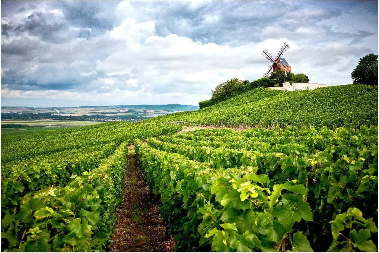 A la découverte du vignoble Champenois