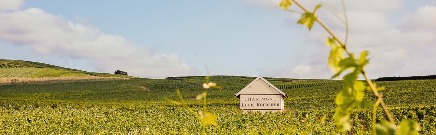 Louis Roederer Estate in Champagne — vineyards and cellars on the Marne