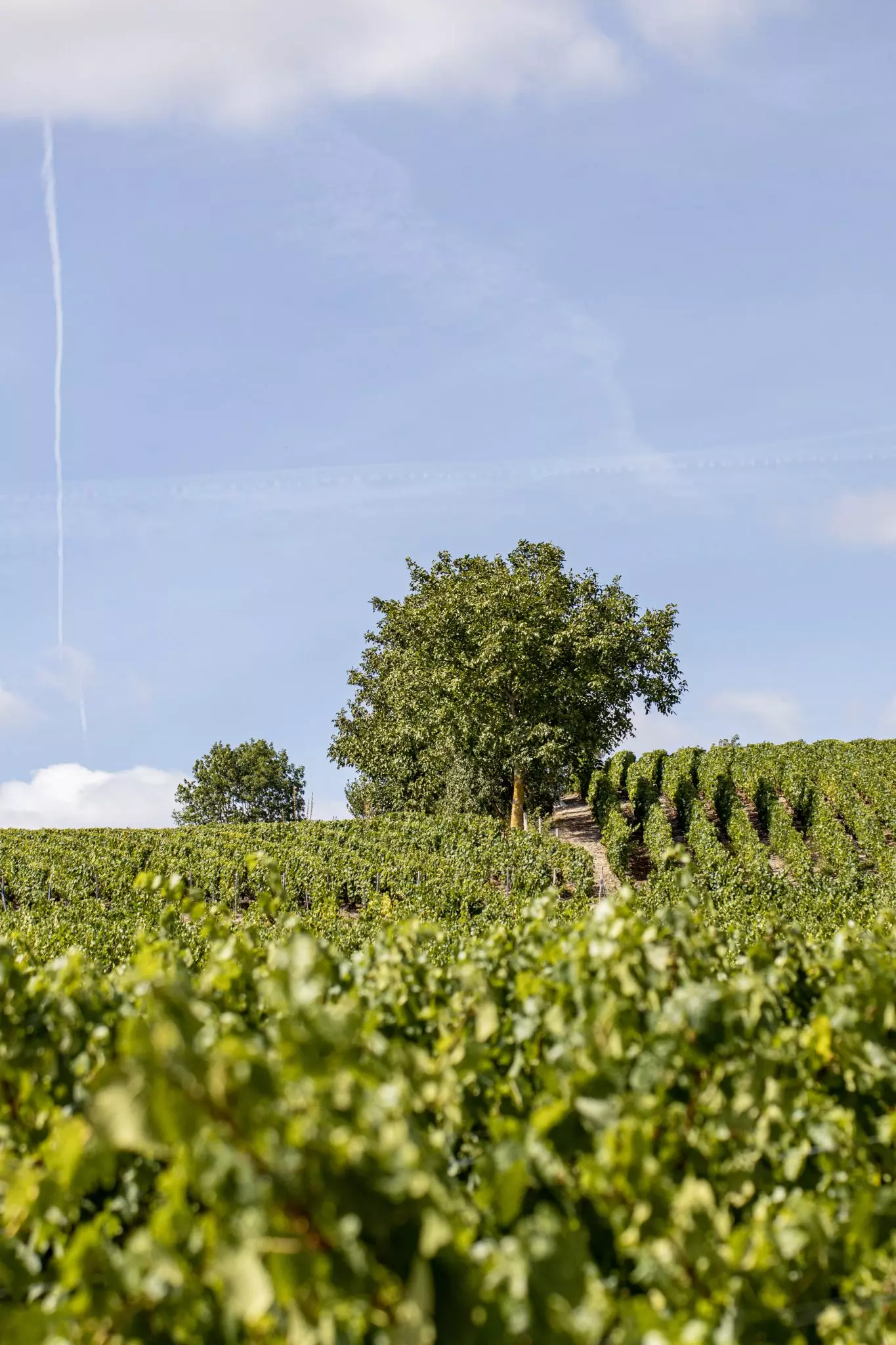 Rosé dom pérignon vallée de la marne vin finesse excellence fraîcheur
