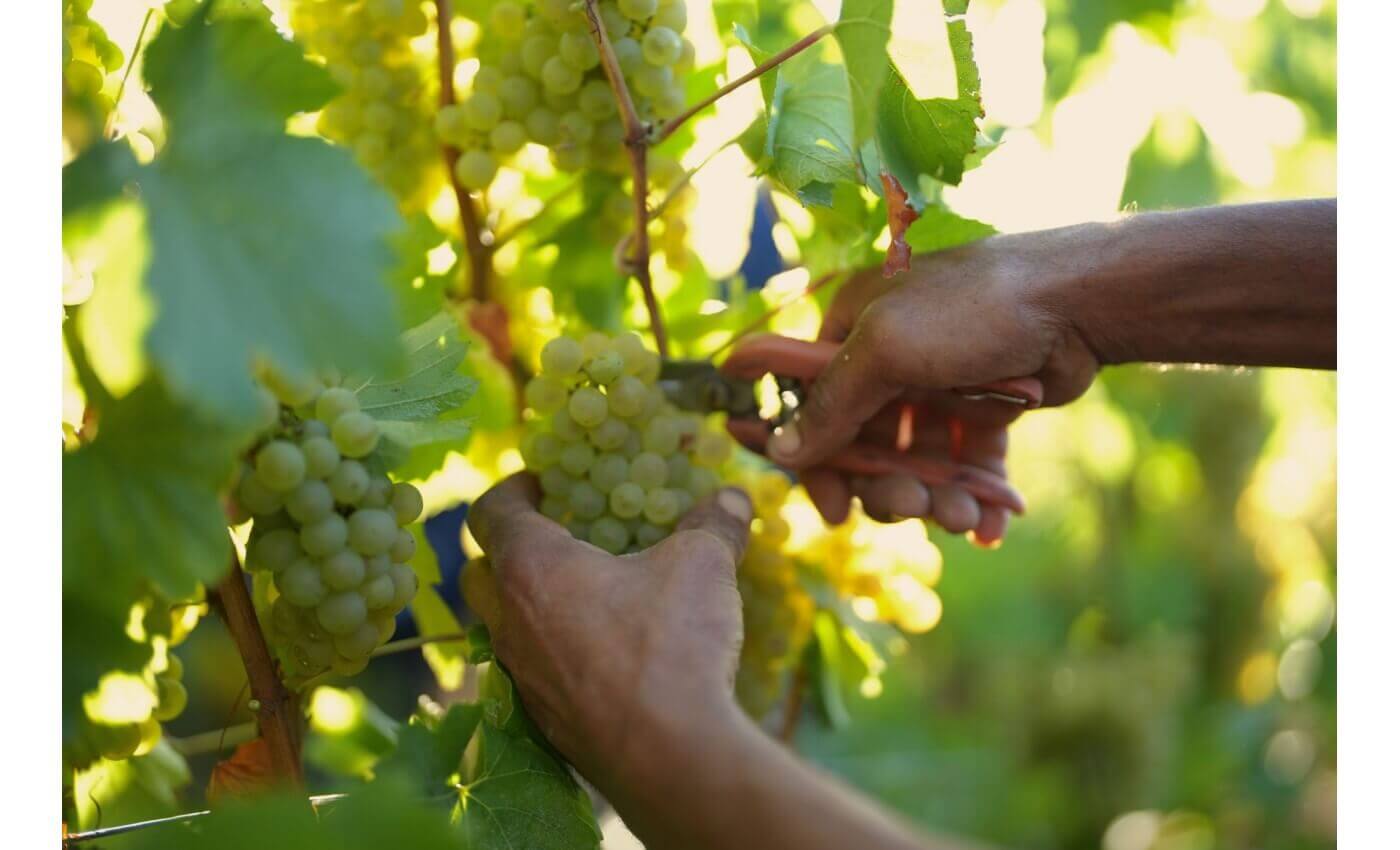 Chiffres des expéditions de champagne et prix du kilo de raisins à la hausse pour 2022