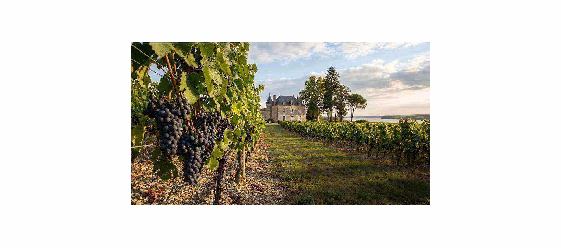 How can you recognize a great wine from the left bank?