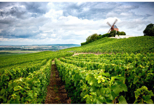 Discovering the Champagne vineyards