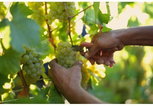 Champagne shipment figures and price per kilo of grapes to rise by 2022