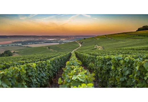 AOC Champagne - What is an appellation of controlled origin?