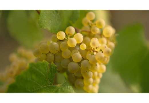 VENDANGES 2022 in Champagne